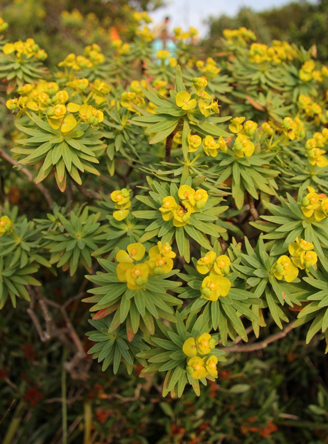 Изображение особи Euphorbia dendroides.