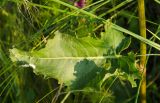 род Rumex