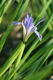 Iris oxypetala. Цветок с муравьями и части листьев. Приморский край, Хасанский р-н, юго-западный берег бухты Рейд Паллада, окр. мыса Мраморный, морская терраса, антропогенная лужайка. 15.05.2026.