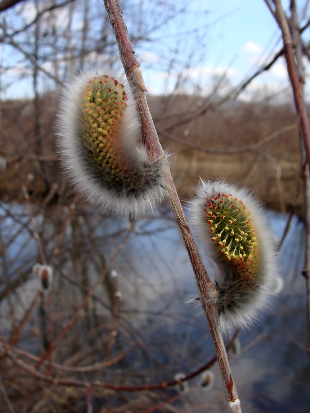 Image of Salix miyabeana specimen.