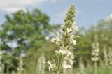 View full-size image Salvia austriaca