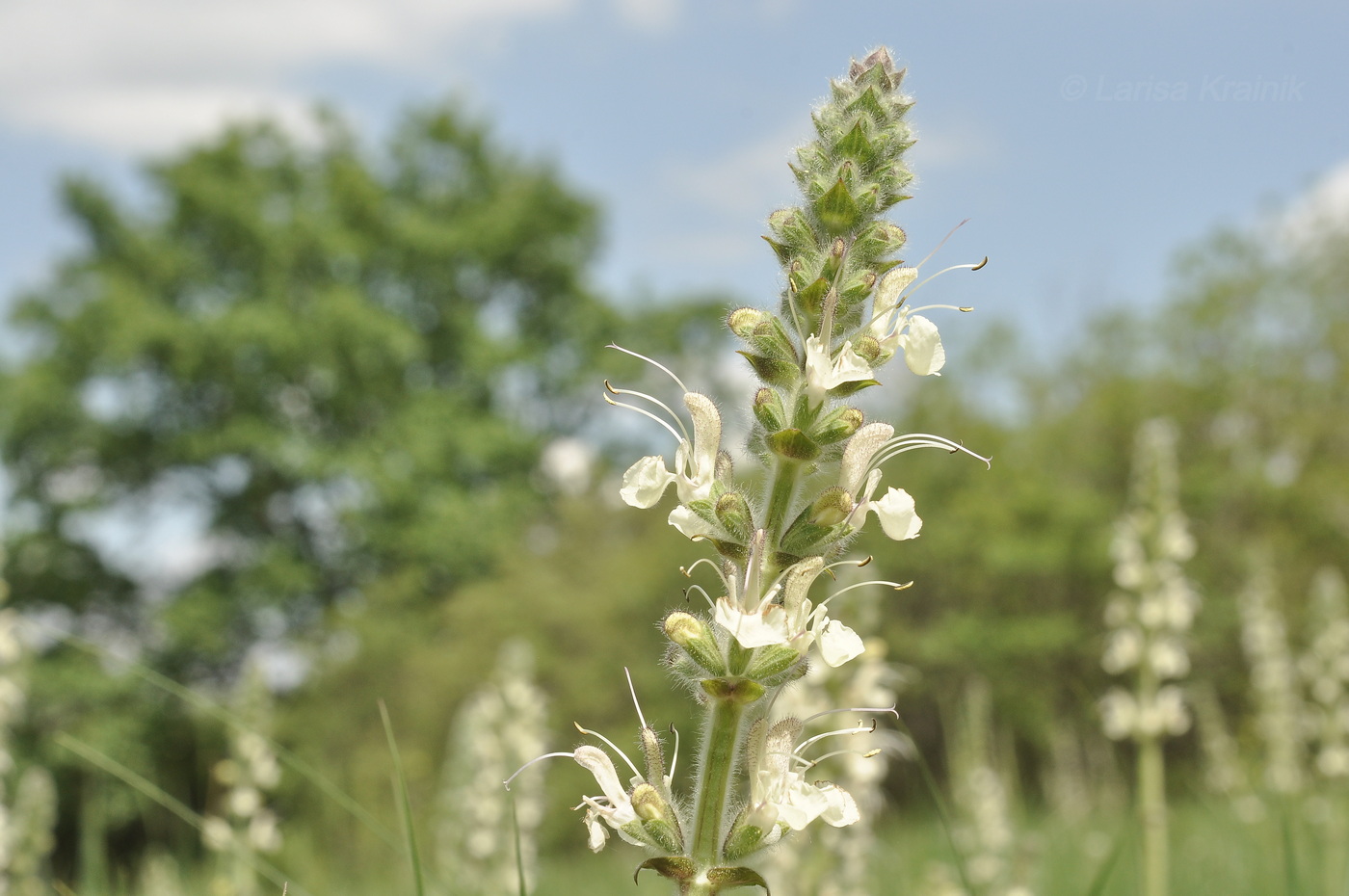 Image of Salvia austriaca specimen.
