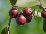 Malus niedzwetzkyana. Незрелые плоды с каплями дождя. Московская обл., Раменский р-н, окр. дер. Хрипань, садовый участок. 04.07.2026.
