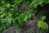 genus Corylus