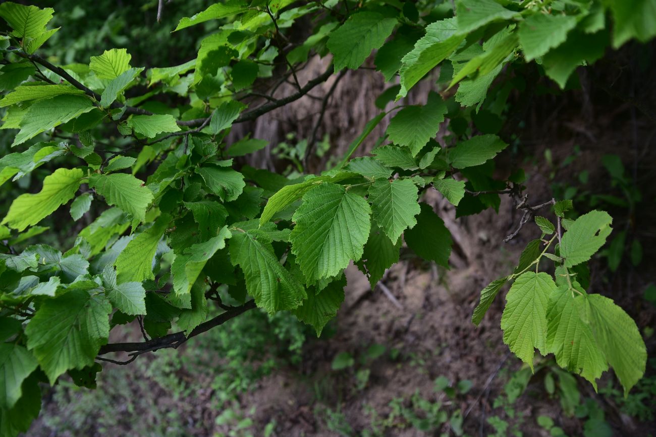 Image of genus Corylus specimen.
