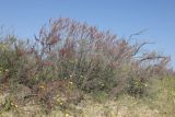 genus Tamarix