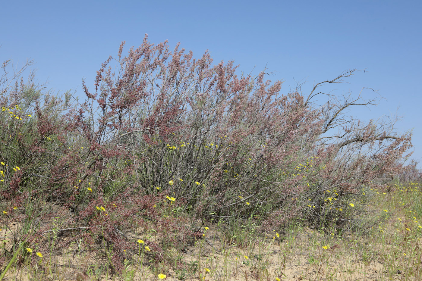 Image of genus Tamarix specimen.