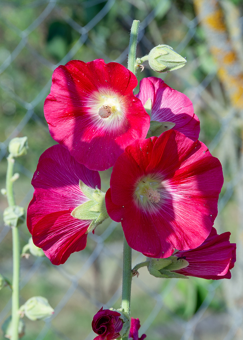 Image of Alcea rosea specimen.