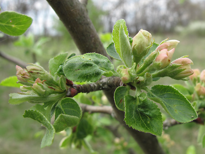 Изображение особи род Malus.