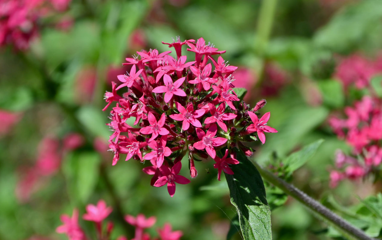 Изображение особи Pentas lanceolata.