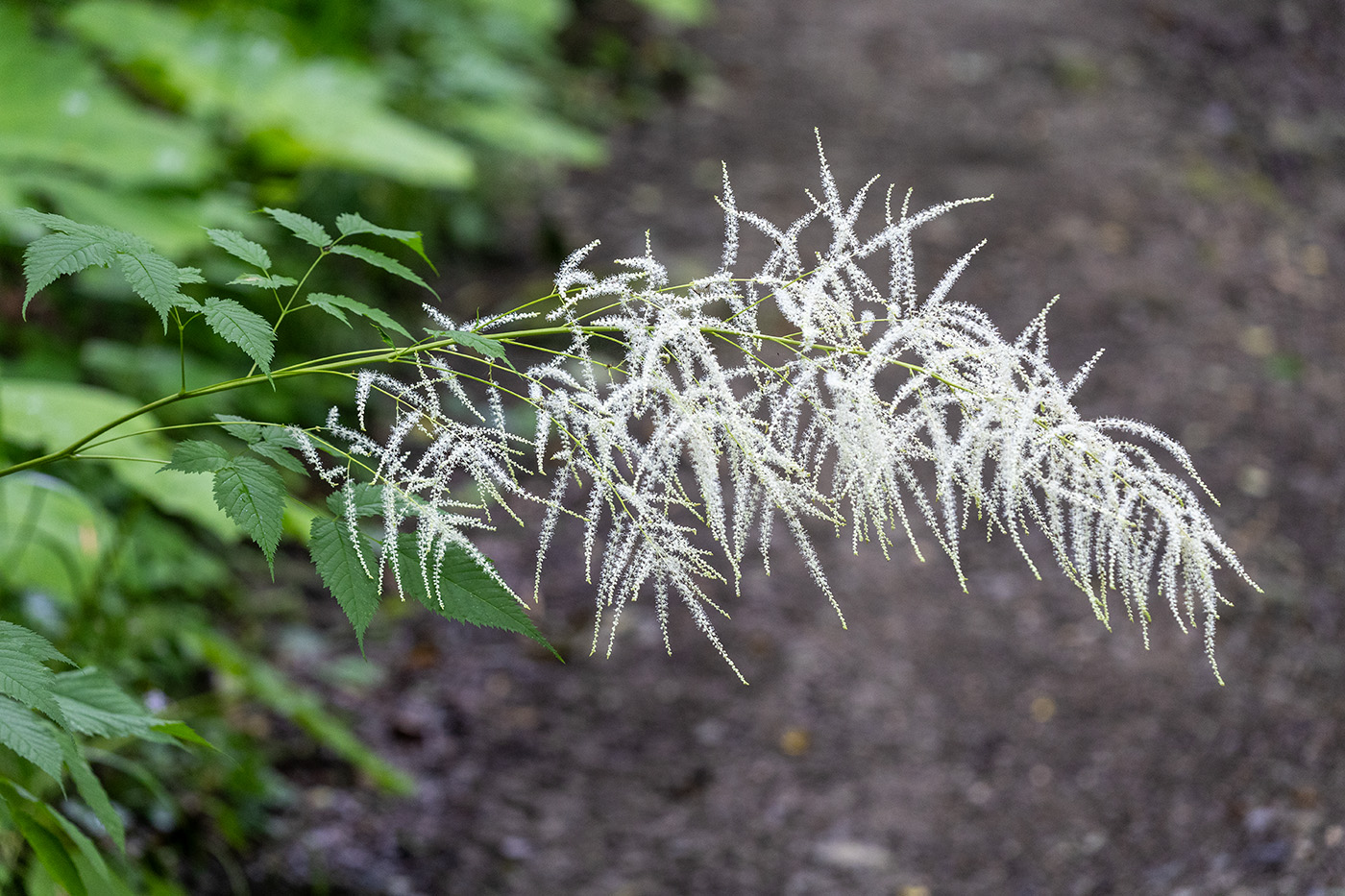 Image of Aruncus sylvestris specimen.