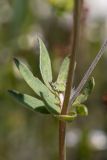 genus Anthyllis