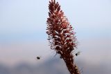 Eremurus regelii