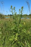 Cirsium vulgare. Растение с развивающимися соцветиями. Беларусь, Витебская обл., окр. дер. Местечко, разнотравно-злаковый суходольный луг. 17.07.2026.