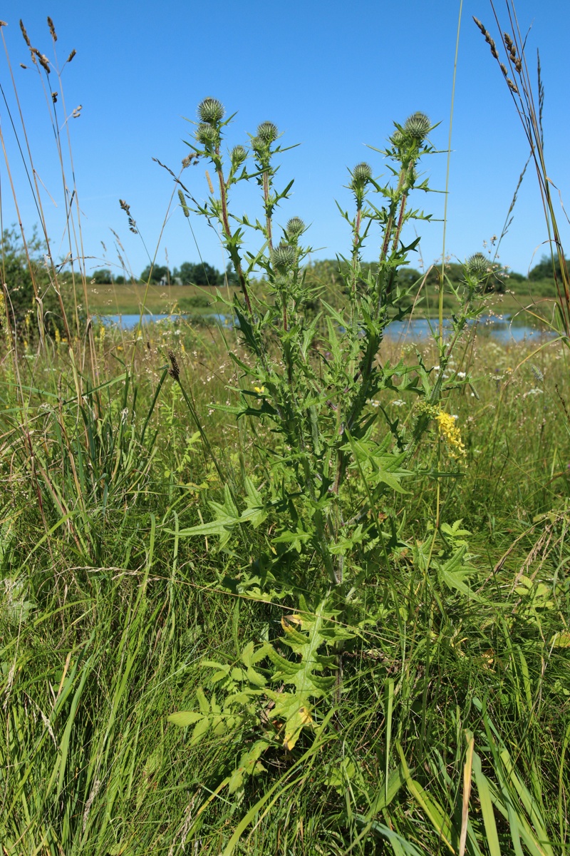 Изображение особи Cirsium vulgare.