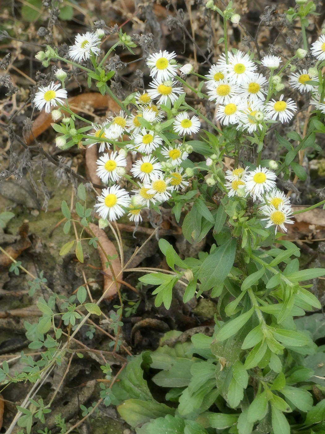 Image of Unknown species specimen.