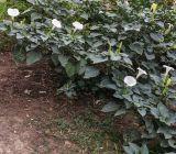unknown species. Цветущие и плодоносящие растения. Волгоград, Красноармейский р-н, у грунтовой дороги. 08.09.2026.
