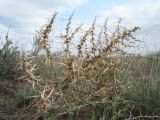 Agriophyllum pungens. Сухое прошлогоднее растение. Казахстан, Алматинская обл., юго-зап. шлейфы Джунгарского Алатау, окр. вдхр. Капчагай, участок закреплённых песков. 27 апреля 2026 г.