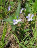 Viola pumila