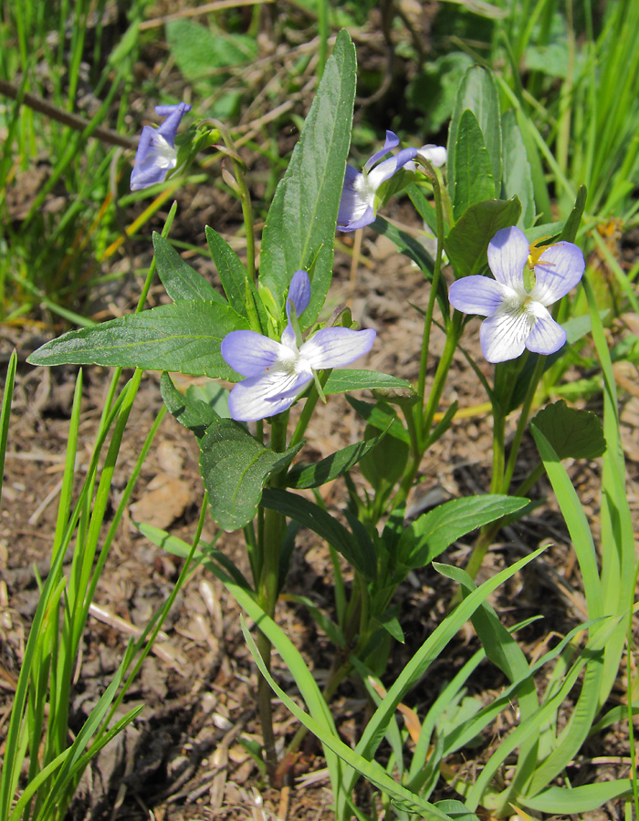 Image of Viola pumila specimen.