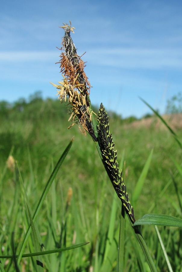 Изображение особи Carex nigra.