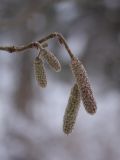 Corylus avellana