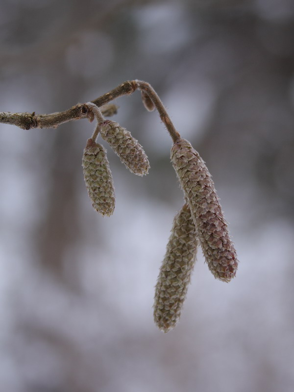 Image of Corylus avellana specimen.