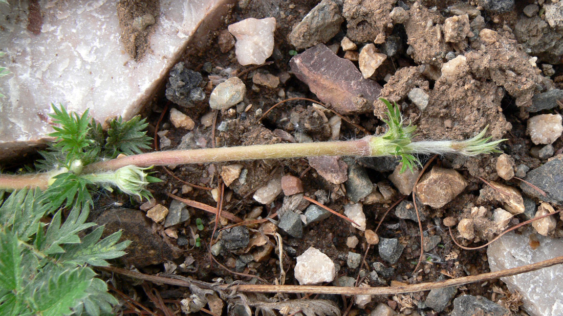 Image of Potentilla anserina specimen.