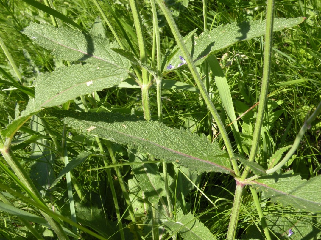 Изображение особи Salvia betonicifolia.