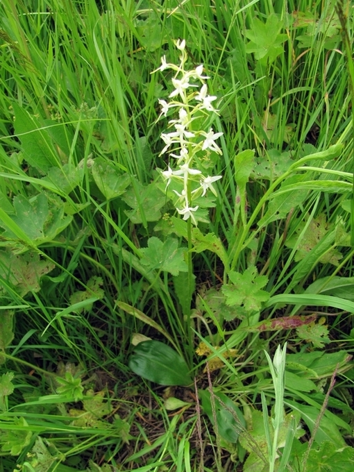 Изображение особи Platanthera bifolia.