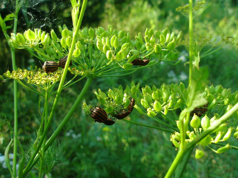 Image of Pastinaca sativa specimen.