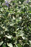 Perovskia scrophulariifolia