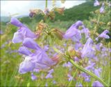 Salvia ringens