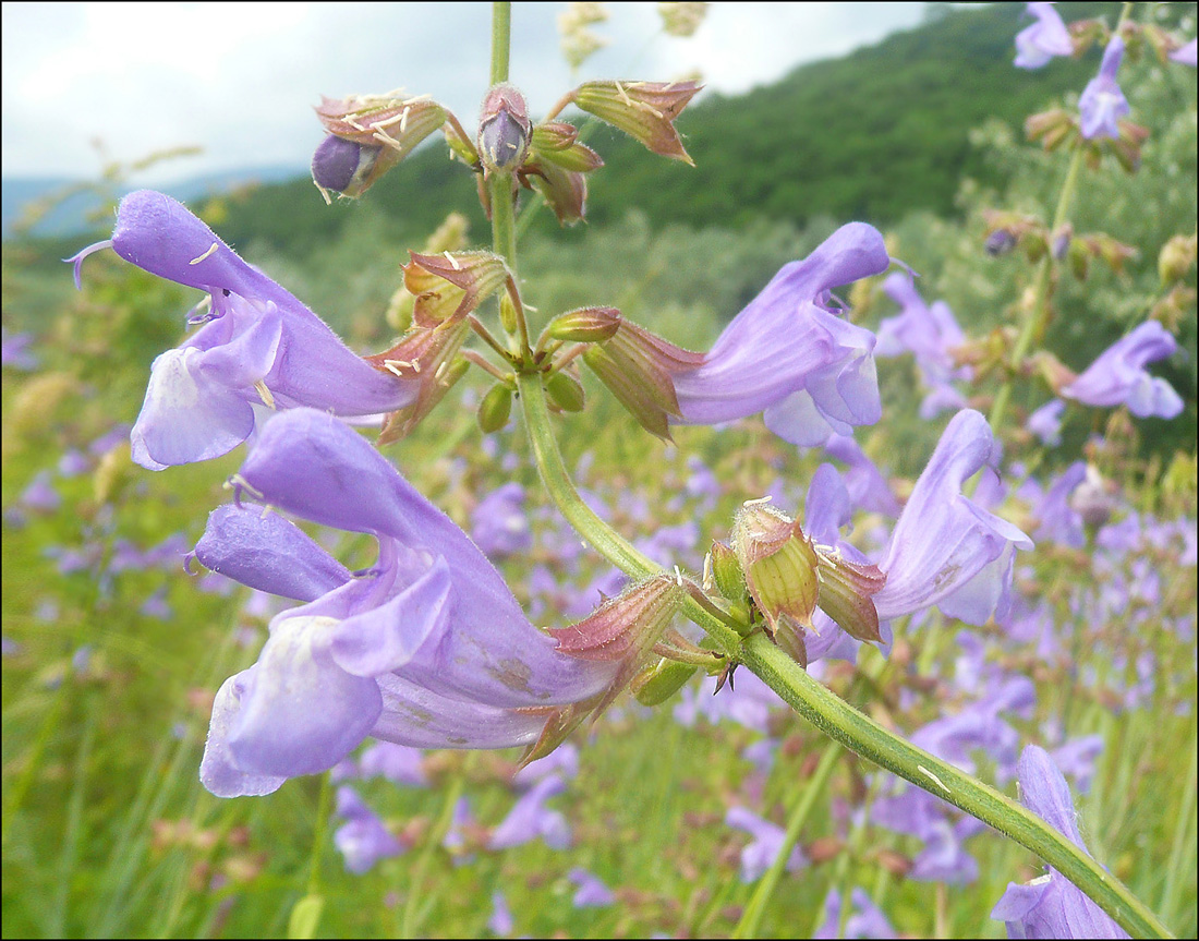 Image of Salvia ringens specimen.