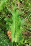 Symphytum officinale. Лист. Украина, Донецкая обл., Славянский р-н, окр. с. Богородичное. 31.07.2011.