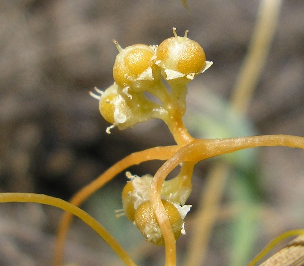 Image of Cuscuta cesatiana specimen.