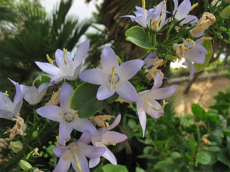 Изображение особи Campanula pyramidalis.