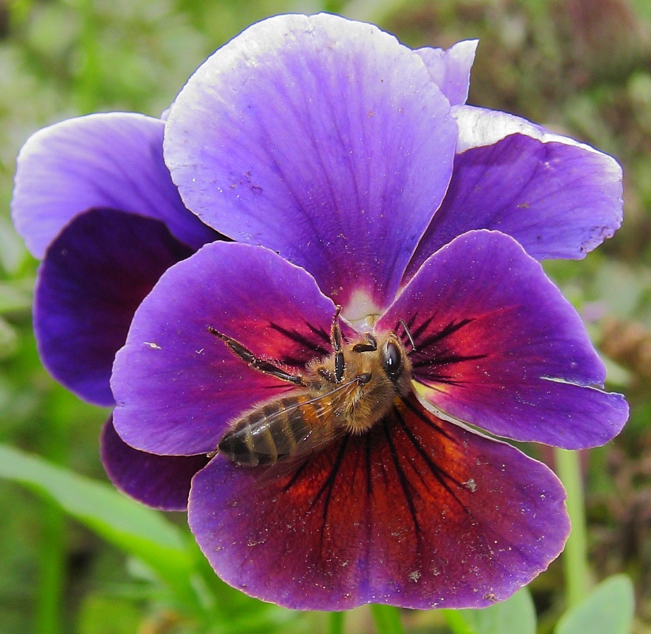 Image of Viola wittrockiana specimen.