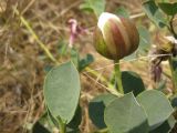 Capparis herbacea. Раскрывающийся бутон. Крым, Карадагский природный заповедник. 10.07.2011.