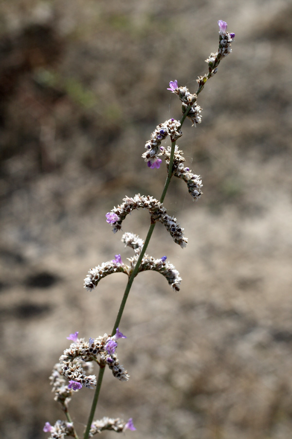 Image of Limonium reniforme specimen.