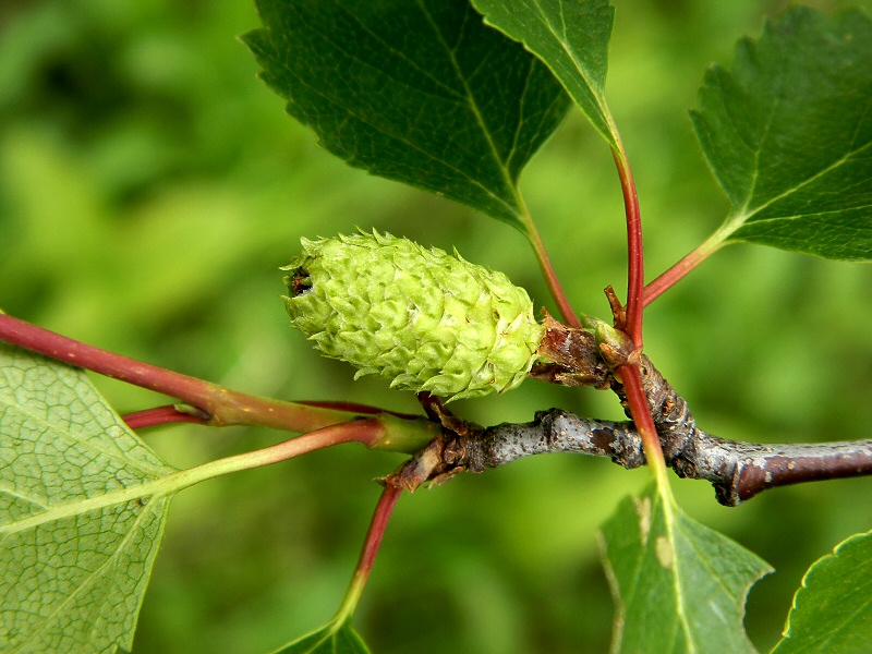 Изображение особи род Betula.