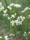 Galium biebersteinii