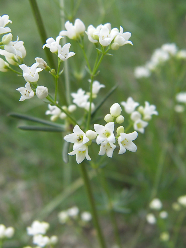 Image of Galium biebersteinii specimen.