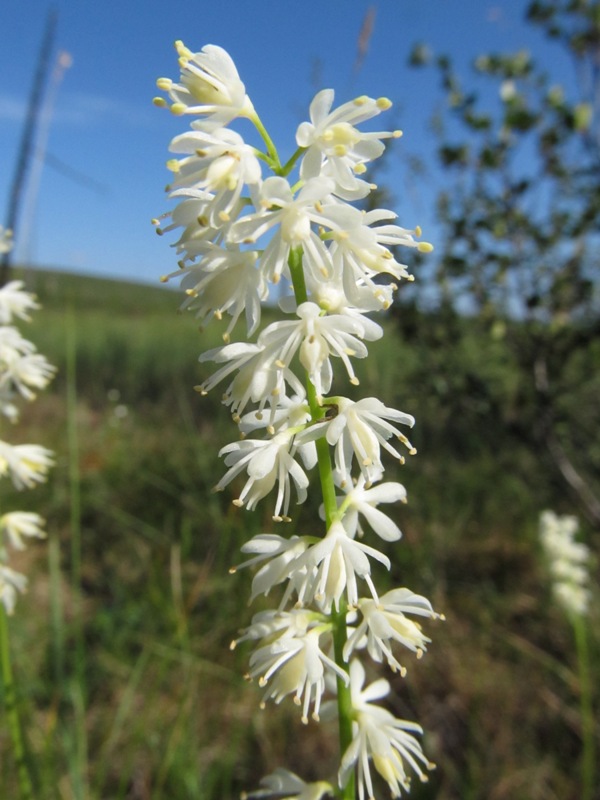 Image of Tofieldia cernua specimen.