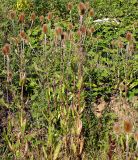Dipsacus fullonum