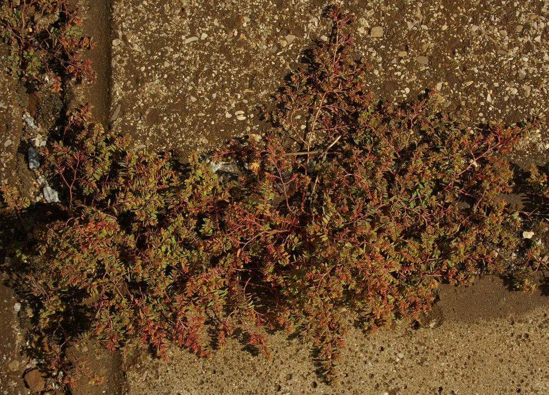 Image of Euphorbia glyptosperma specimen.