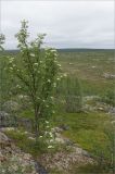 Sorbus subspecies glabrata