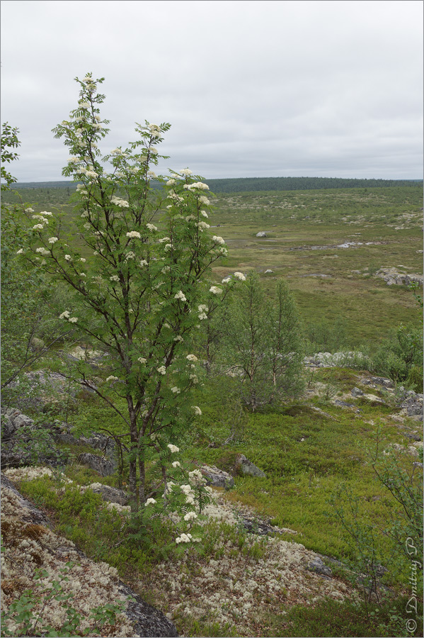 Image of Sorbus aucuparia ssp. glabrata specimen.