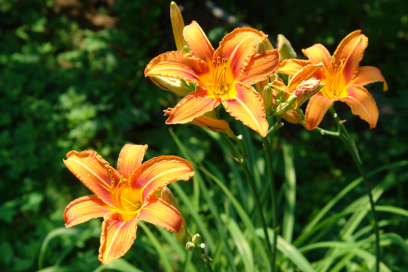 Изображение особи Hemerocallis × hybrida.