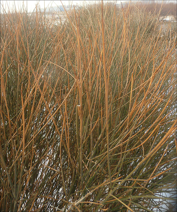 Image of Spartium junceum specimen.